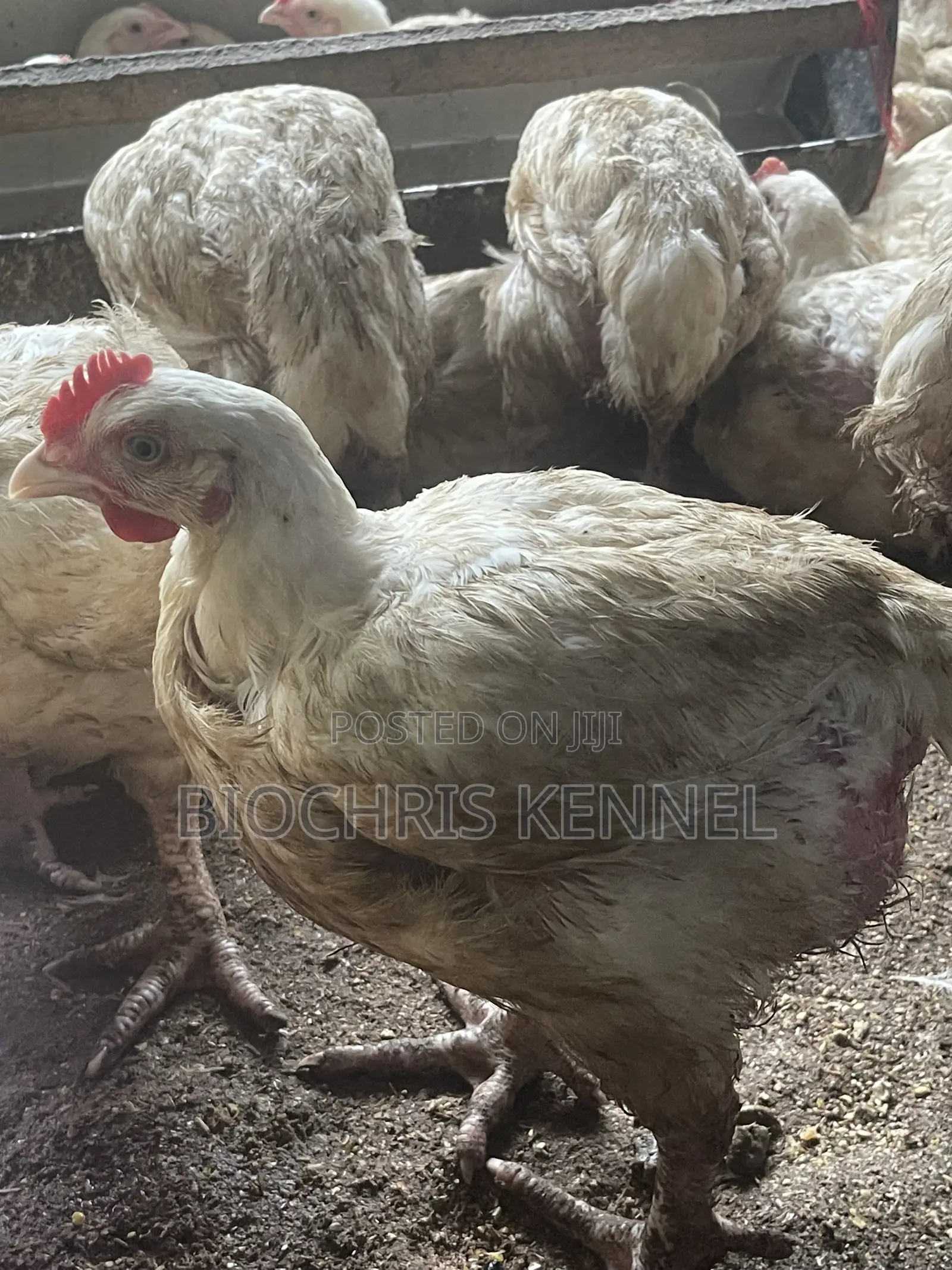 Broiler Chicken