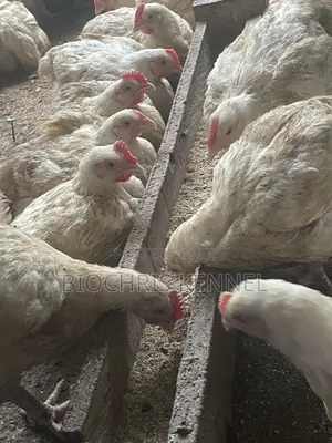 Broiler Chicken