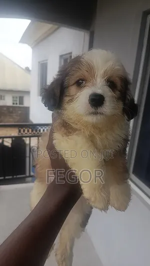 1-3 months Male Purebred Lhasa Apso