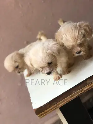1-3 months Male Purebred Lhasa Apso