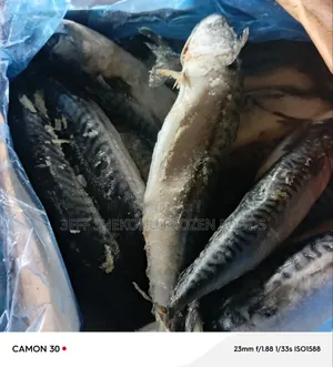 Original Titus Fish