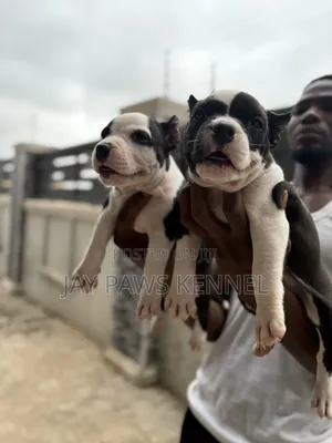 0-1 month Female Purebred American Pit Bull Terrier
