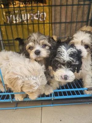 1-3 months Male Purebred Lhasa Apso
