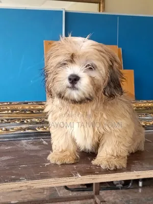 1-3 months Male Purebred Lhasa Apso