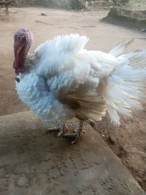 A Healthy Foreign Turkey for Sale