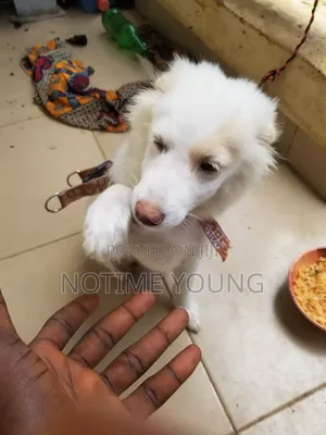 3-6 months Female Purebred American Eskimo