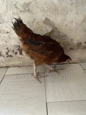 Live Chicken