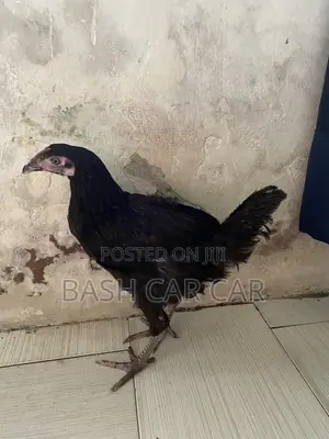 Live Chicken