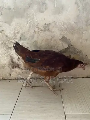 Live Chicken