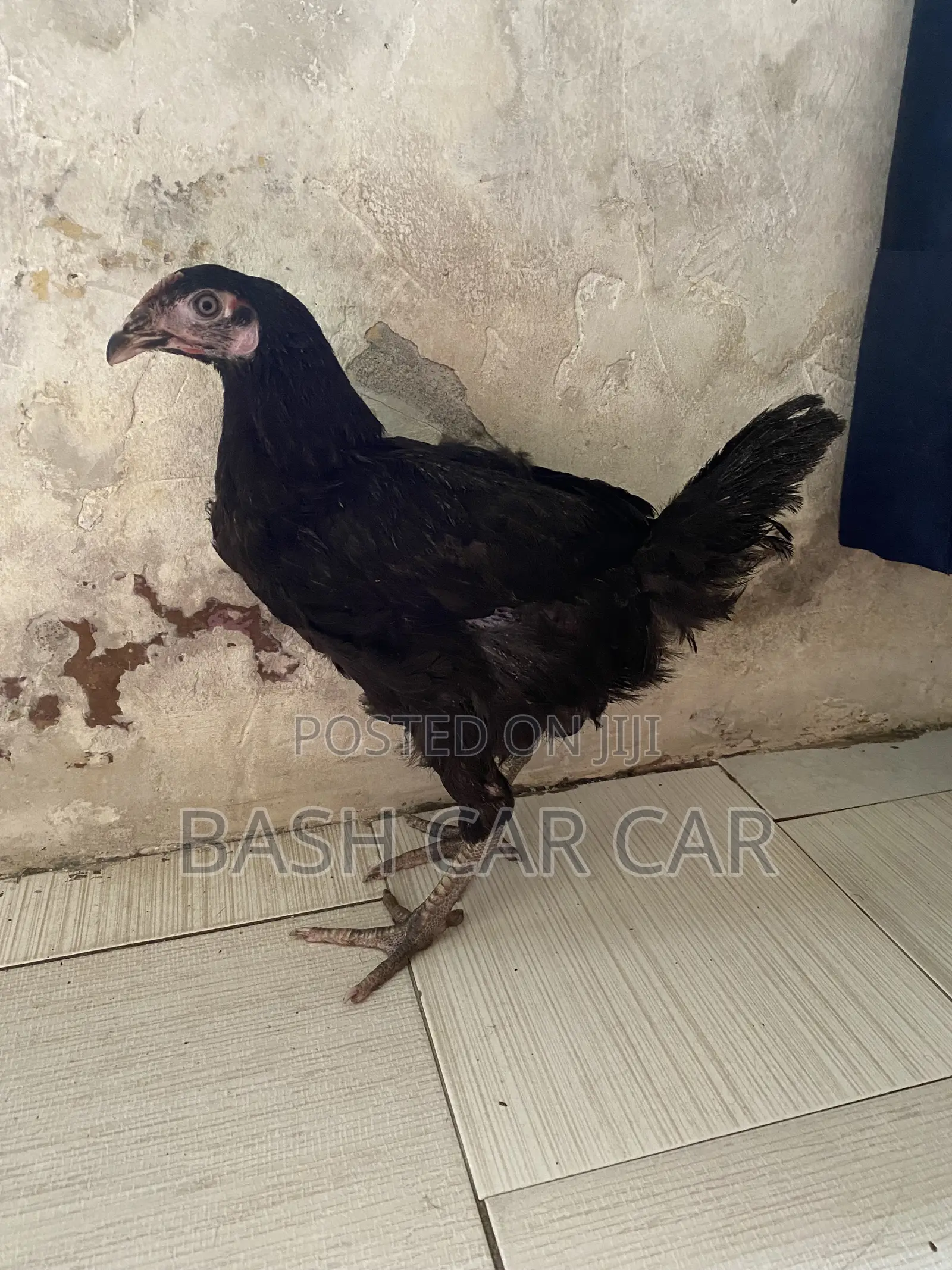Live Chicken