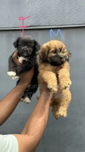 1-3 months Female Purebred Lhasa Apso