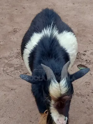 Adult Goat
