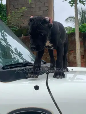 1-3 months Male Purebred Cane Corso
