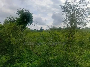 200 Acres of Fertile Farmland for Sale, Adekola, Iseyin LGA, Oyo State