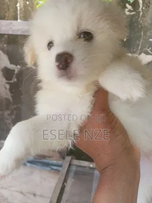 1-3 months Male Purebred American Eskimo