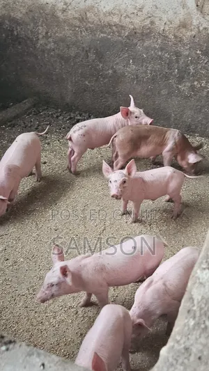 Hybrid Piglets