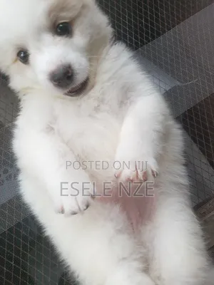 1-3 months Female Purebred American Eskimo