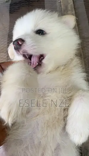 1-3 months Male Purebred American Eskimo