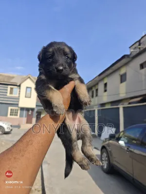 1-3 months Female Purebred German Shepherd
