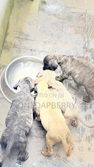 1-3 months Female Purebred Boerboel