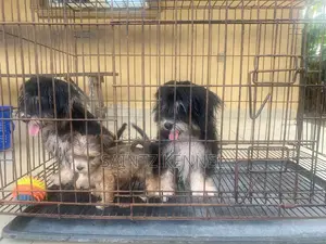 1-3 months Female Purebred Lhasa Apso