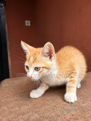 1-3 months Male Mixed Breed Tabby