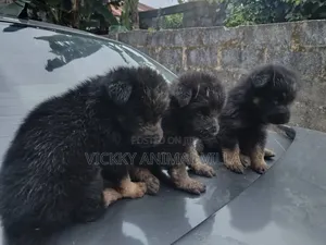 1-3 months Male Purebred German Shepherd