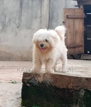 1+ year Male Purebred Lhasa Apso
