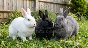 2 Months-1 Year Rabbit