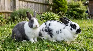 2 Months-1 Year Rabbit