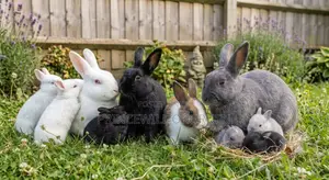 2 Months-1 Year Rabbit