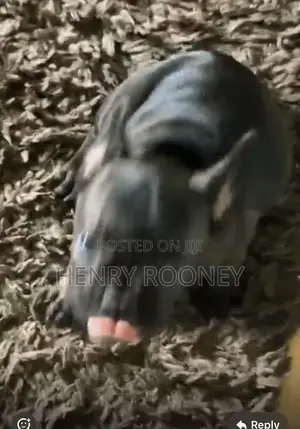 3-6 months Female Purebred French Bulldog