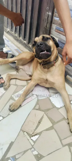 Male Boerboel for Stud/Cross Breeding