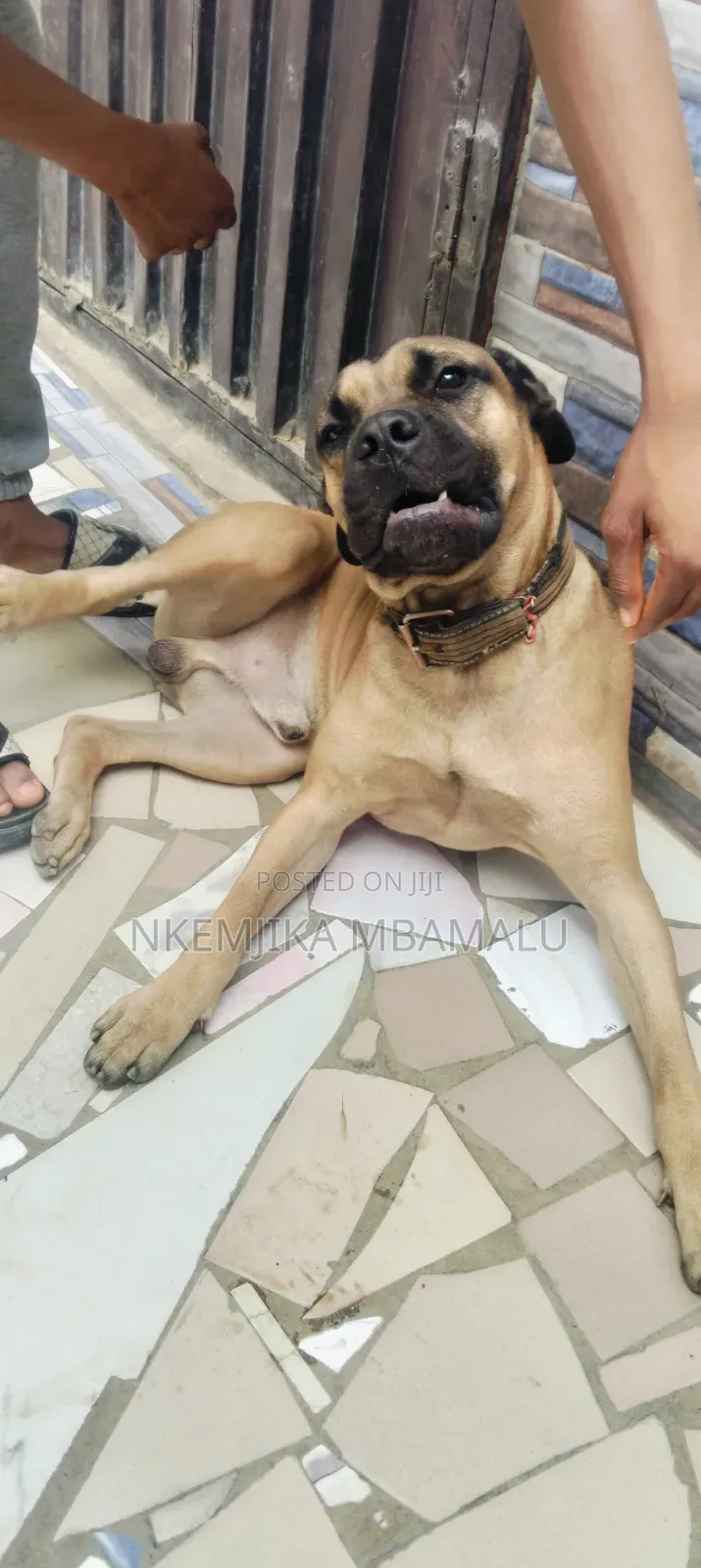 Male Boerboel for Stud/Cross Breeding