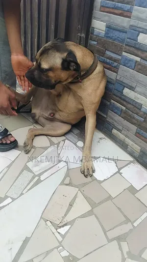 Male Boerboel for Stud/Cross Breeding