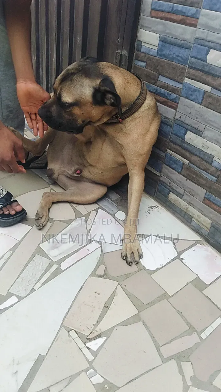 Male Boerboel for Stud/Cross Breeding