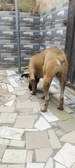 Male Boerboel for Stud/Cross Breeding