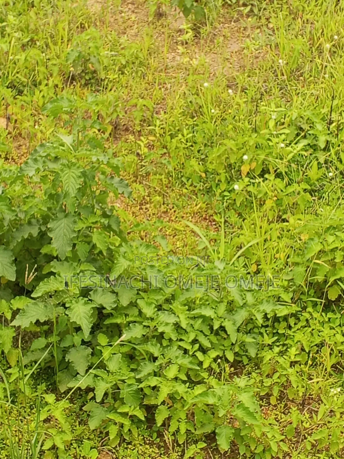 Fcda Plot for Sale in F01