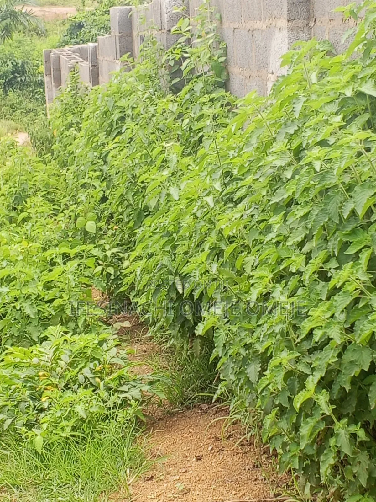 Fcda Plot for Sale in F01