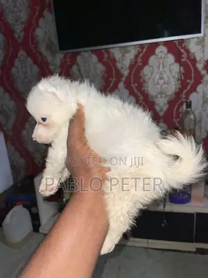 1-3 months Male Purebred American Eskimo