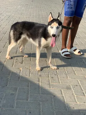 6-12 months Female Purebred Siberian Husky