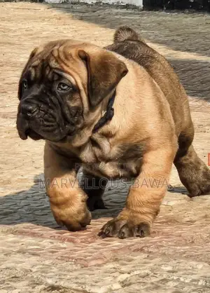 1-3 months Female Purebred Boerboel