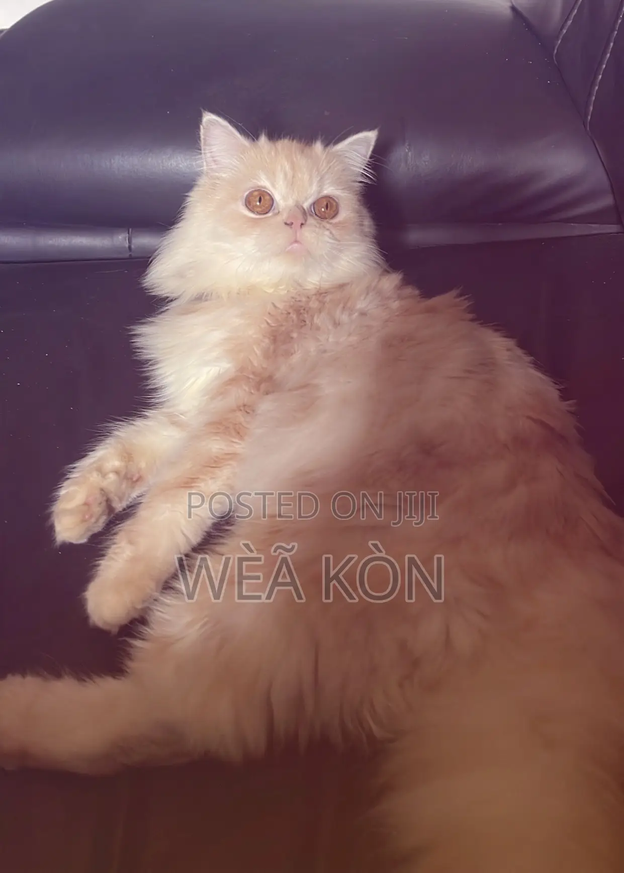 1+ year Female Purebred Persian