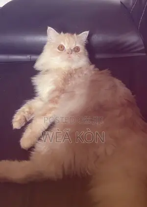 1+ year Female Purebred Persian