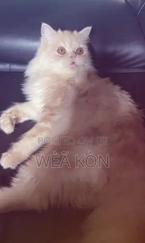 1+ year Female Purebred Persian