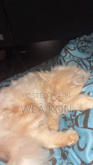1+ year Female Purebred Persian