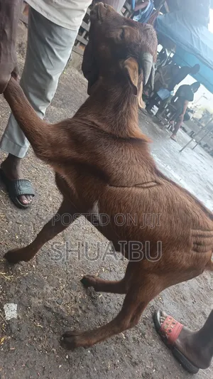 Life Goats Rams and Cows Cheap
