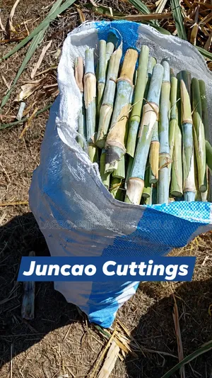 For Sale: Juncao Cuttings