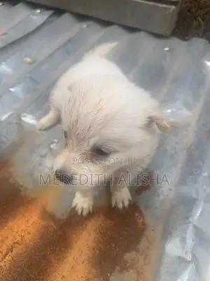 1-3 months Female Purebred American Eskimo