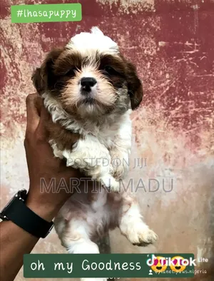 1-3 months Male Purebred Shih Tzu